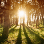 Sunrise through trees - green cleaning