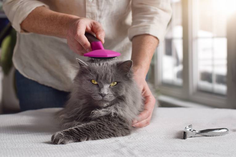 jani king pet grooming franchise